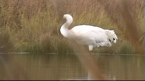 Whooping Cranes Stock Footage 293856289