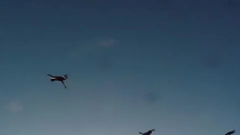 Whooping Cranes Stock Footage 293856295