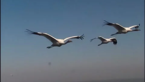 Whooping Cranes Stock Footage 293856305