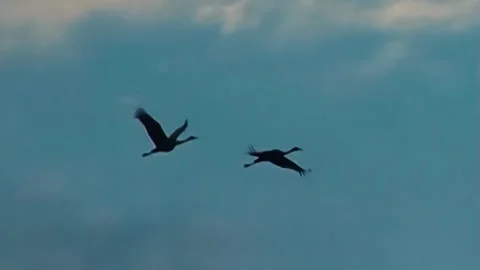 Whooping Cranes Stock Footage 293856306