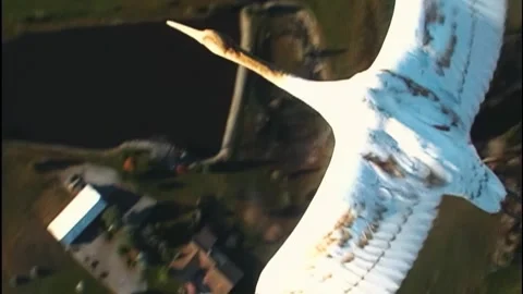 Whooping Cranes Stock Footage 293856314