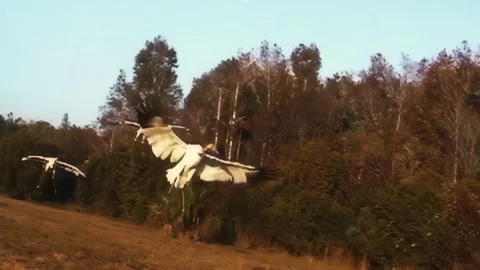 Whooping Cranes Stock Footage 293856320