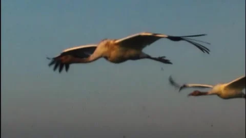 Whooping Cranes Stock Footage 293856343