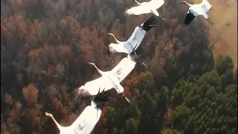 Whooping Cranes Stock Footage 293856355