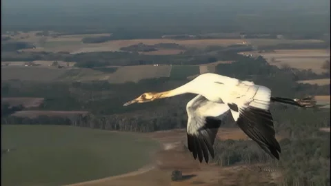 Whooping Cranes Stock Footage 293856356