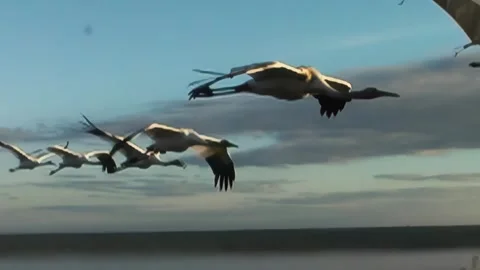 Whooping Cranes Stock Footage 293856367