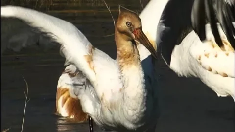 Whooping Cranes Stock Footage 293856378