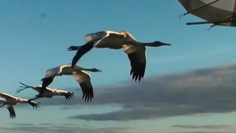 Whooping Cranes Stock Footage 293856387