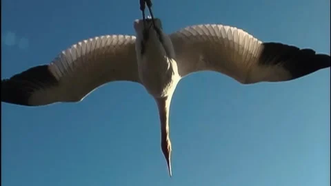 Whooping Cranes Stock Footage 293856391