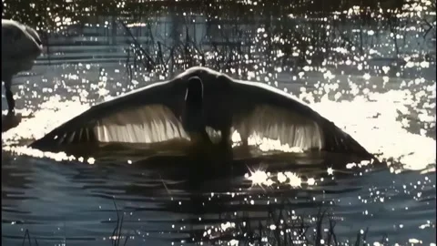 Whooping Cranes Stock Footage 293856396