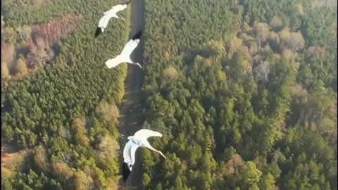 Whooping Cranes Stock Footage 293857619