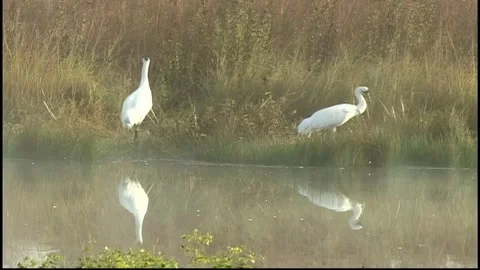 Whooping Cranes on Misty Pond Stock Footage 293855862