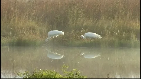 Whooping Cranes on Misty Pond Stock Footage 293855923