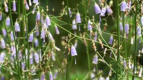 Whorled-leaf ladybell flowers Stock Footage 83370341
