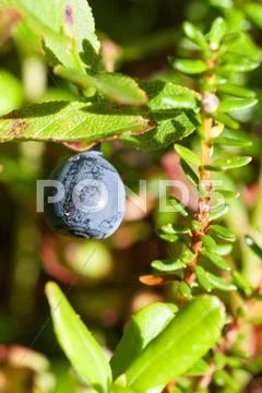 Whortleberry ripening in a wood Stock Photos