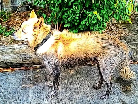 Whose dog is lost Stock Photos