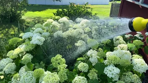 Whte hydrangea bush Stock Footage 312048875