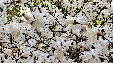 Whte magnolia Stock-Footage 309093286