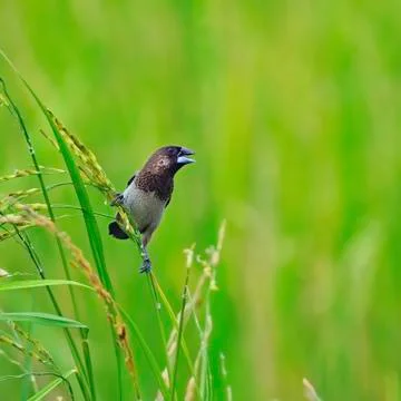 Whte-rumped munia Stock Photos