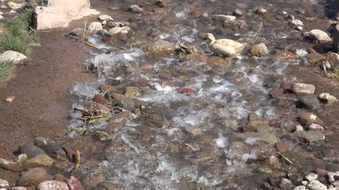 Why did the duck cross the stream. Stock Footage 153564036