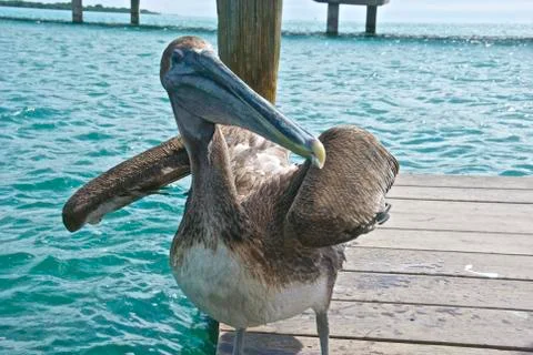 Why I Ought'a... Foto stock