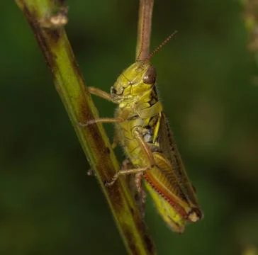 Why the long face Mr Grasshopper? Stock Photos