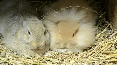 Why some rabbits are called lion head Stock Footage 23626601