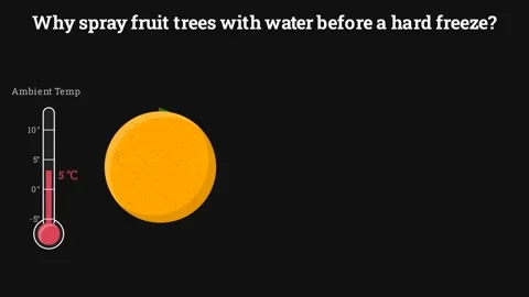 Why spray fruit trees with water before a hard freeze Stock-Footage 336413177
