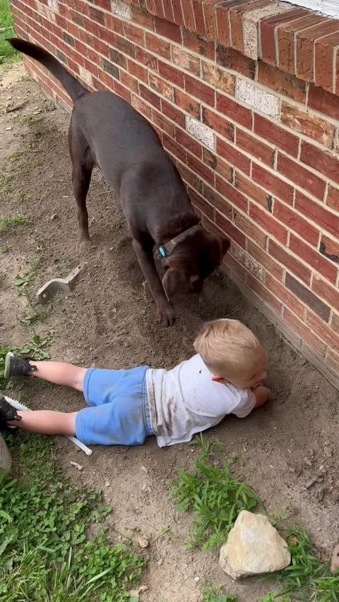 Why We Can't Have Nice Landscaping, usa Stock Footage 309704266