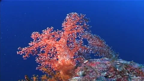 Whyte Polyps Of Soft Coral, In Blue Waters Stock Footage 301155095