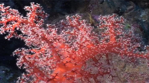 Whyte Polyps Of Soft Coral Stock Footage 301153305