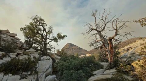 Wicked juniper tree wilderness landscape 3 Stock Footage 34096828