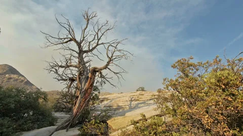Wicked juniper tree wilderness landscape 1 Stock Footage 34098259