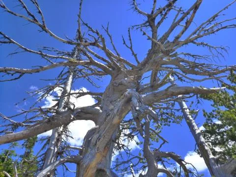 WIcked looking tree branching out Stock Photos