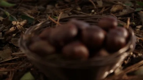 Wicker basket of chestnuts Video stock 82567109