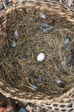 Wicker basket with chicken egg. Stock Photos