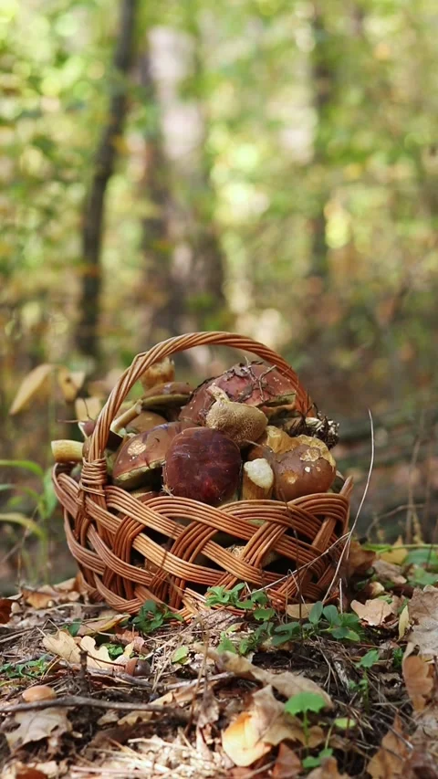 Wicker basket, completely filled with freshly picked forest mushrooms Video stock 347316129