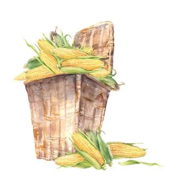 Wicker basket with corn cobs. Harvested golden maize cobs. Watercolor food Stock Illustration