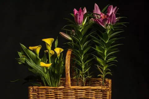 Wicker basket filled with an array of vibrant lilies and calla flowers is pictur 写真素材