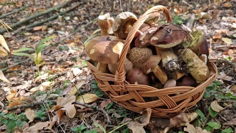 Wicker basket filled with fresh forest mushrooms stands on the ground Видео 348758680
