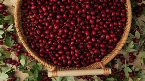 Wicker basket filled with fresh red hawthorn berries Vidéo 348308684