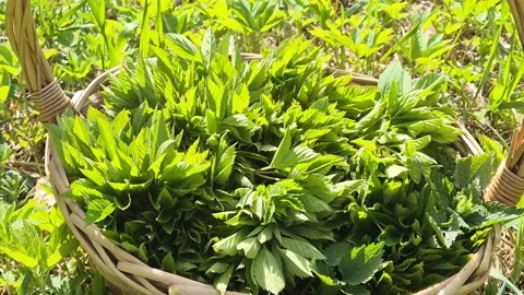 Wicker basket filled with fresh wild edible greens on sunny meadow Stock Footage 333912194