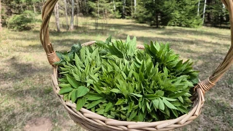 Wicker basket filled with fresh wild green herbs held by hand in forest clearing Stock Footage 333912200