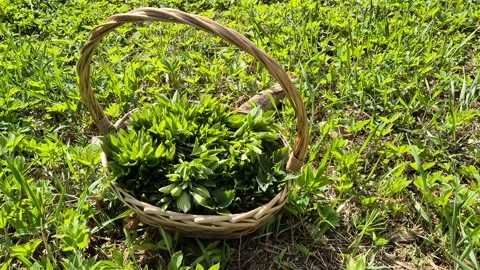 Wicker basket filled with fresh wild edible greens on sunny meadow Stock Footage 333912203