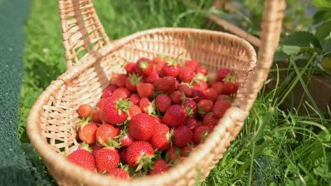 A wicker basket filled with freshly picked strawberries sits on green grass in a Vidéo 280449526