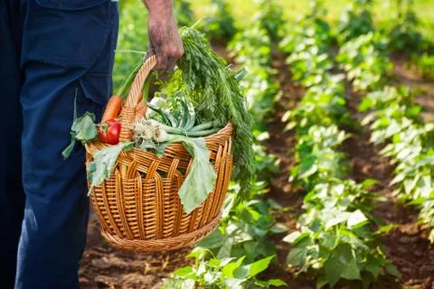 Wicker basket filled with vegetables Stock Photos