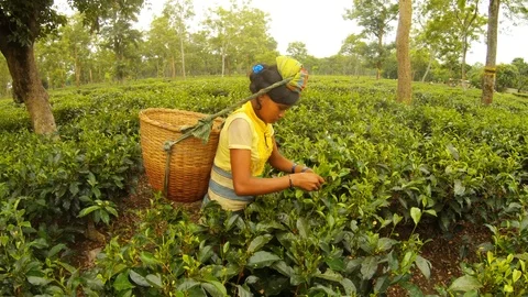 Wicker basket fixed on head of indian girl tea picker who collects leaves among  스톡 동영상 98708574