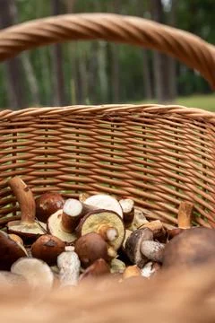 A wicker basket in the forest full of different species of mushrooms. Boletes Stock Photos