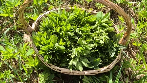 Wicker basket full of fresh wild greens on sunny meadow. Healthy nutrition Stock Footage 333912202