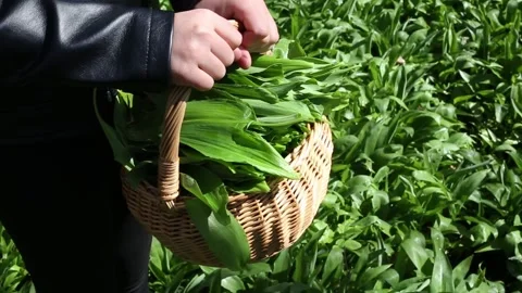 Wicker basket full of freshly picked natural Wild garlic, Allium ursinum. Stock-Footage 240100805